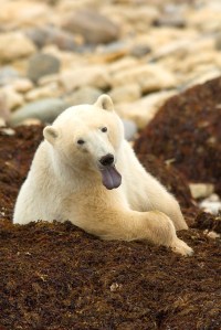 Polar Bear in Churchill, Manitoba