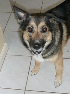 Sydney, our first shelter dog