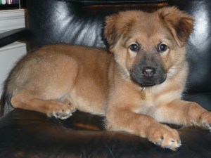 Ka$h, our new shelter dog